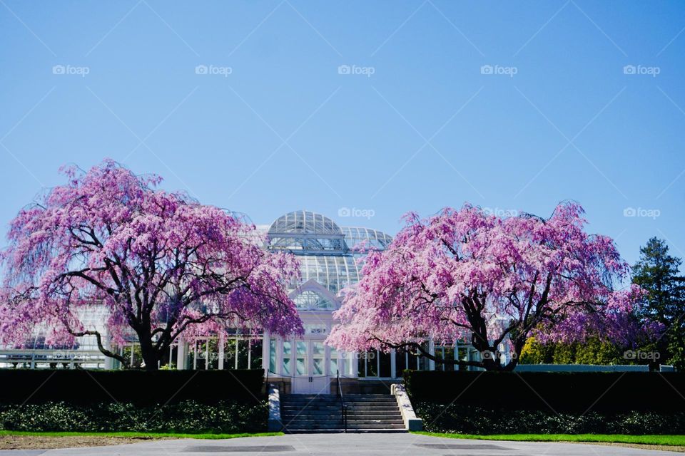 Spring time in the New York botanical garden and colorful cherry blossoms explodes. 