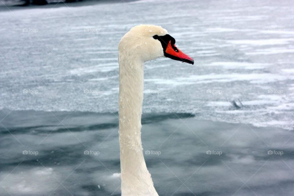 Swan in frozen river 