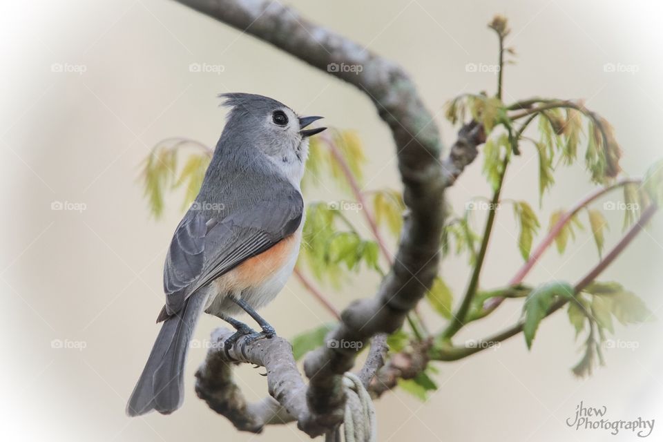Tufted Titmouse In Spring
