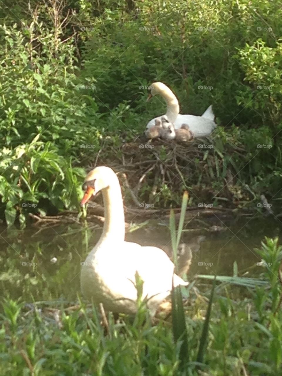 Daddy swan stands guard