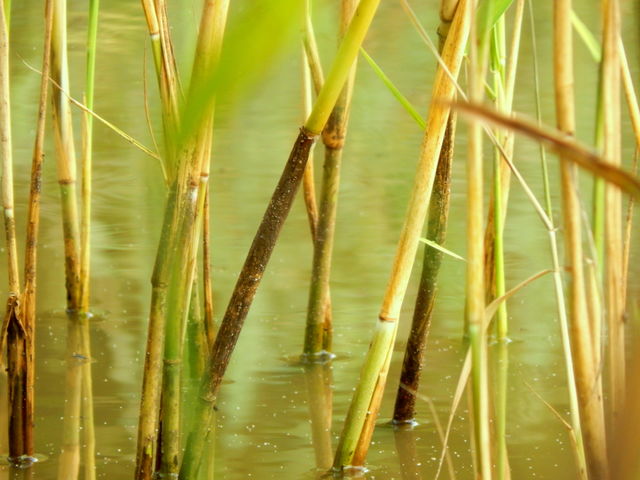 Cane in the lake