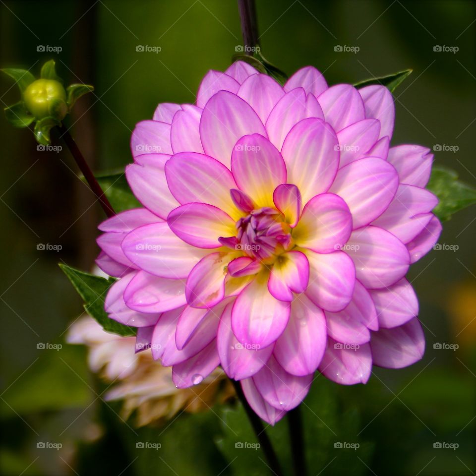 Purple Pink Flower