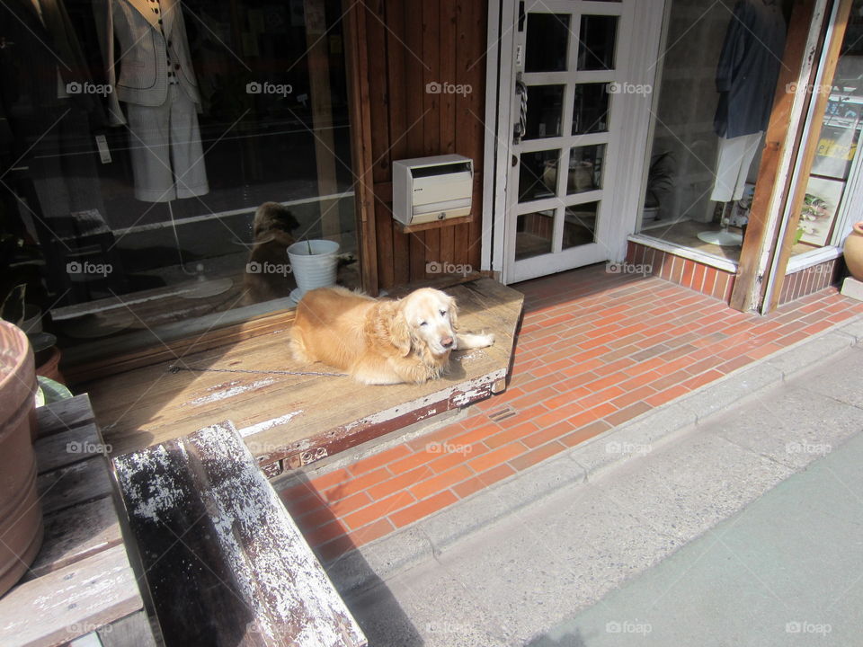 Golden Retriever Dog Lounging in the Sunshine Outside a Shop in Nakameguro, Tokyo, Japan