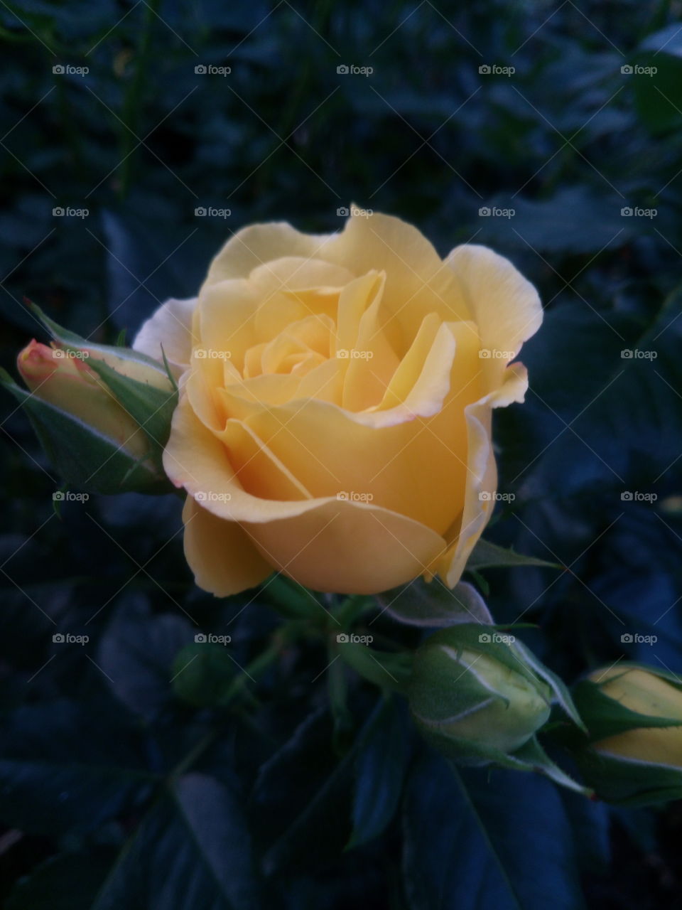 Shining Yellow Rose