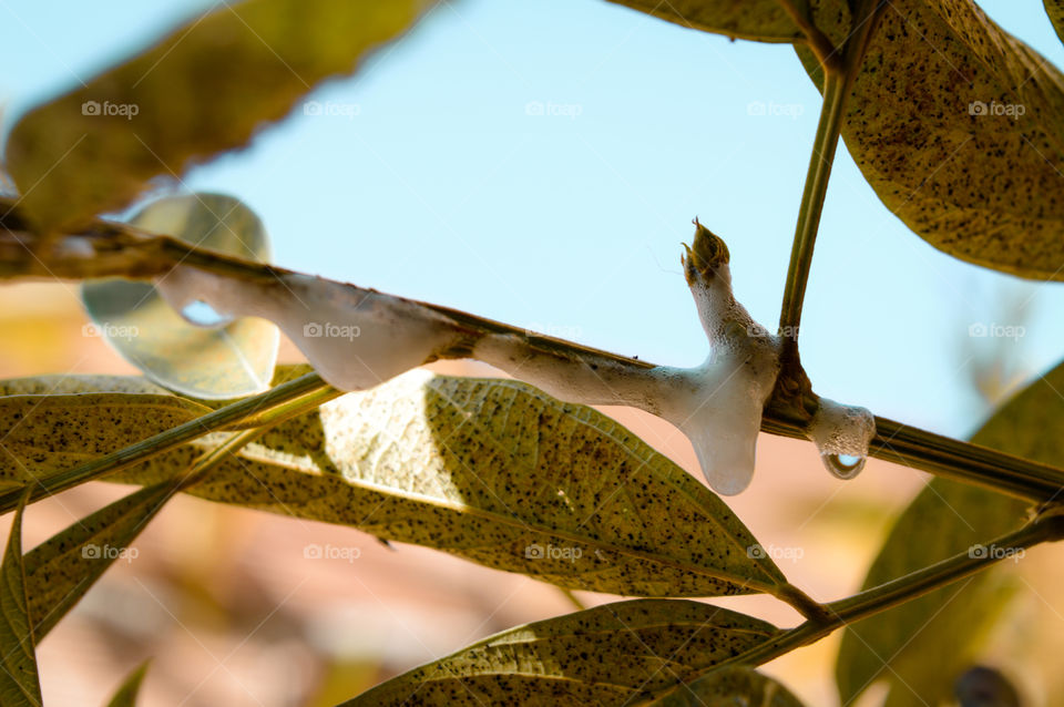 fungi on the andu bean leaf