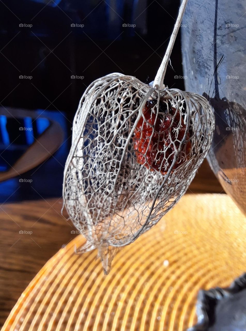 dried fruit of physalis