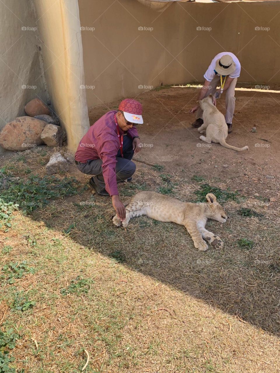 lion cub interaction