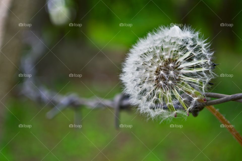 dandelion