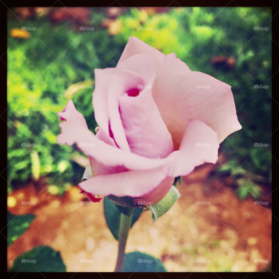 🌹 🇺🇸 Very beautiful flowers to brighten our day. Live nature and its beauty. Did you like the delicate petals? / 🇧🇷 Flores muito bonitas para alegrar nosso dia. Viva a natureza e sua beleza. Gostaram das pétalas delicadas?