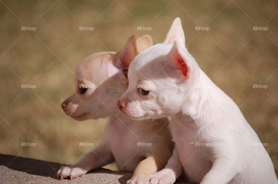 Two baby puppies chihuahua dogs looking extremely cute while trying to get up a stair, with a blurry grass background, taken in the summer