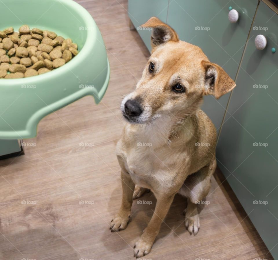 Beige dog awaits his dinner