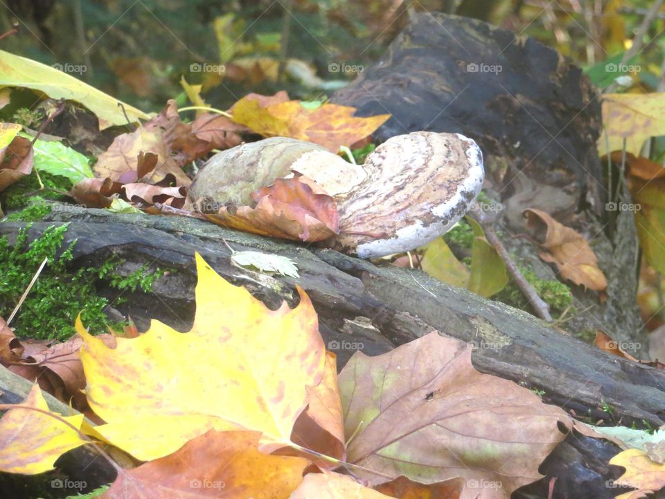 beautiful fungi