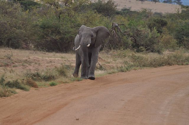 Crossing Roads