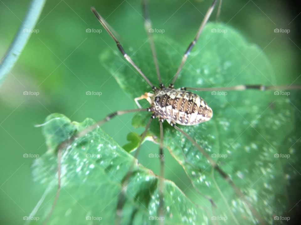 Spider on leaf 