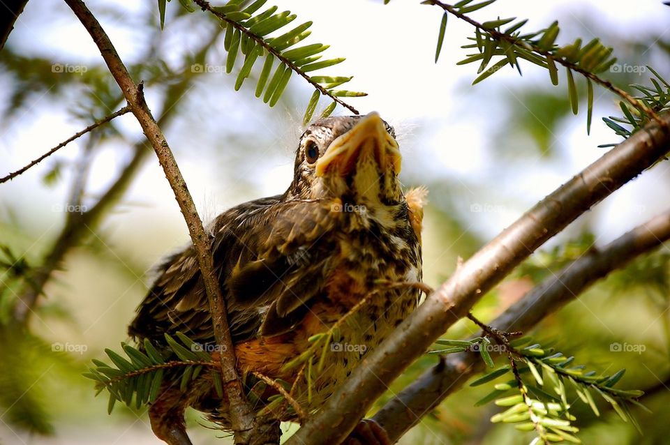 Baby bird