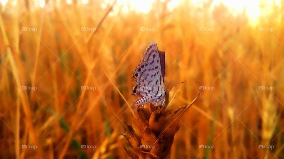 capturing butterfly.