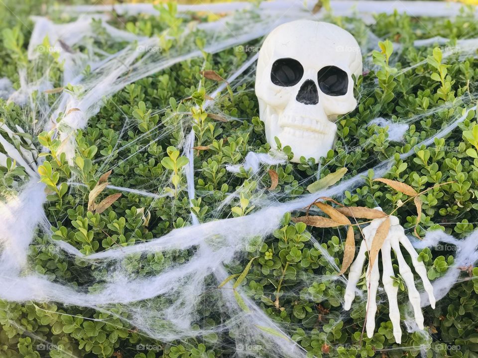 Skull and hand bones on the bush with the spider web