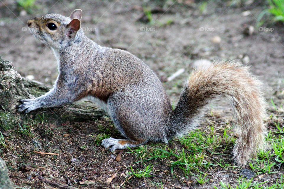 Squirrel close up