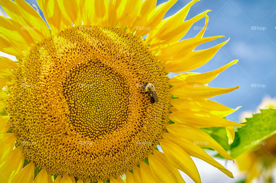 Summer Sunflower with Bumble Bee
