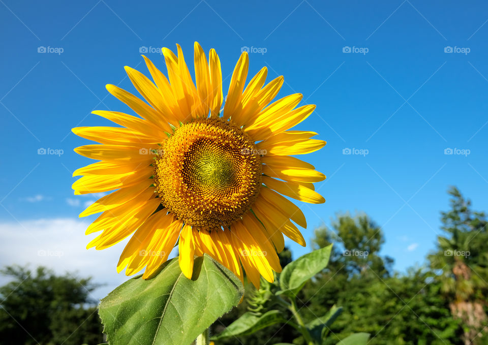 Sunflower 