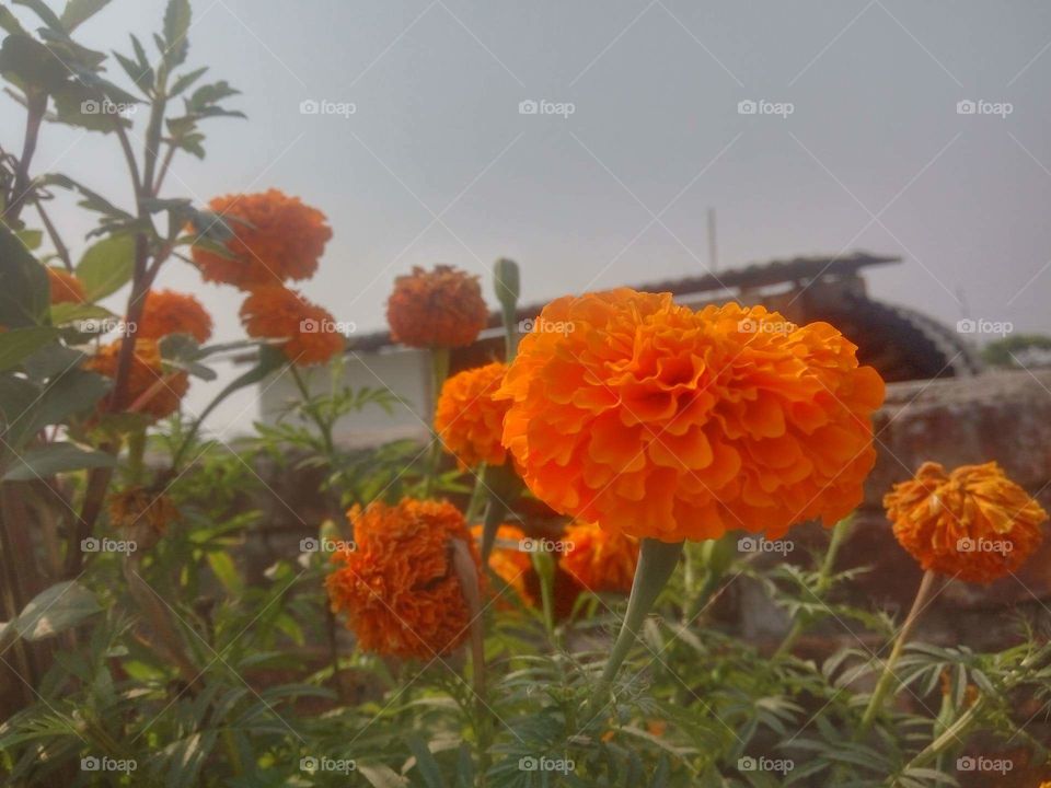 full orange flowers