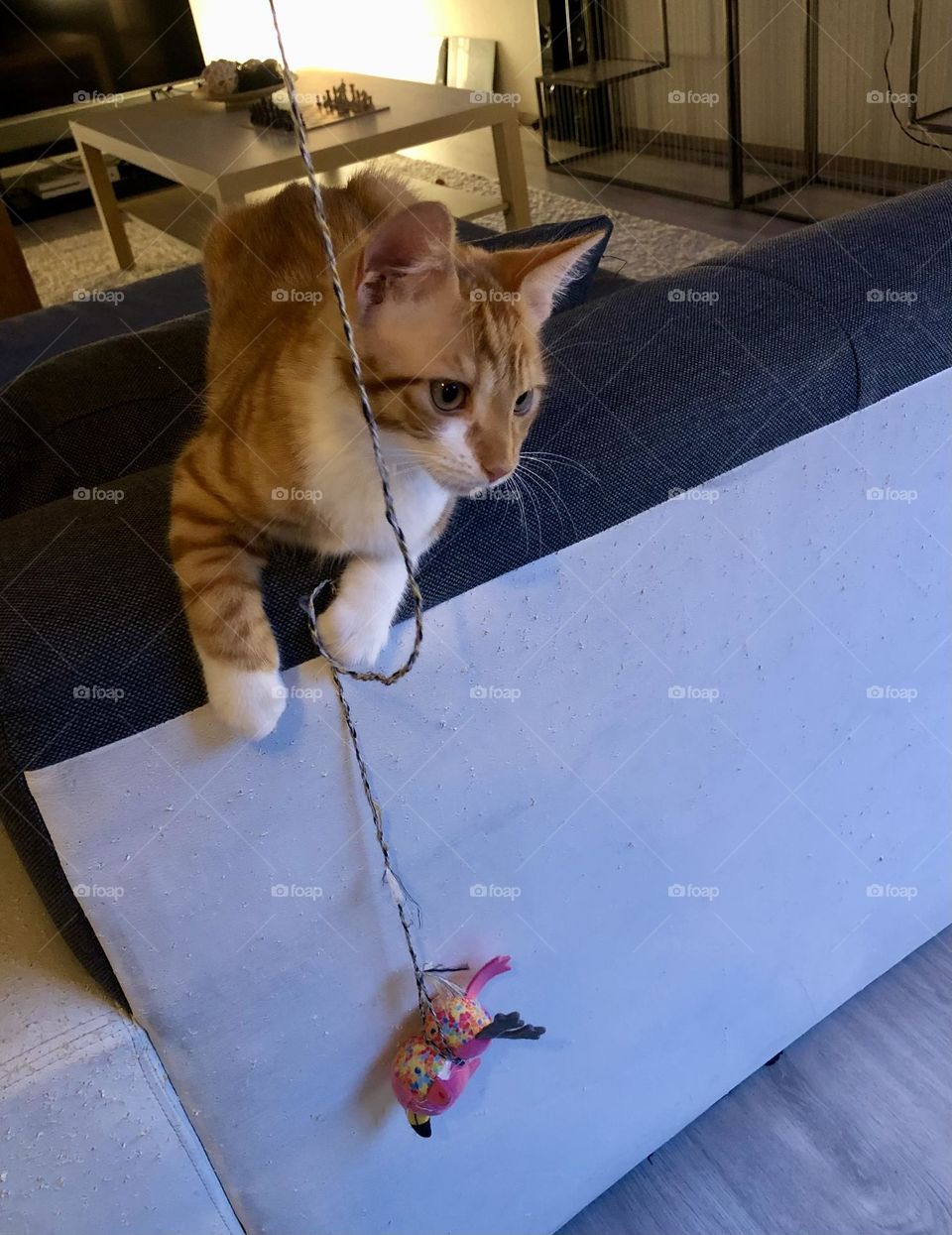 Ginger red European domestic cat staring at something and playing with toy 