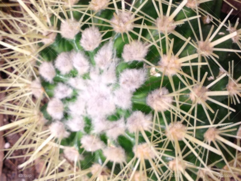 Cactus