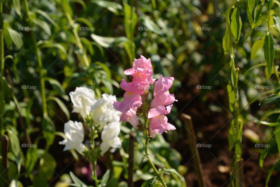 At a botanical garden  in Pyin Oo Lwin. 