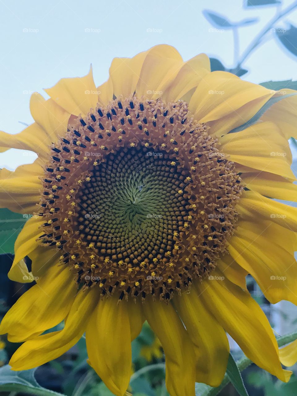 Close up of a single sunflower