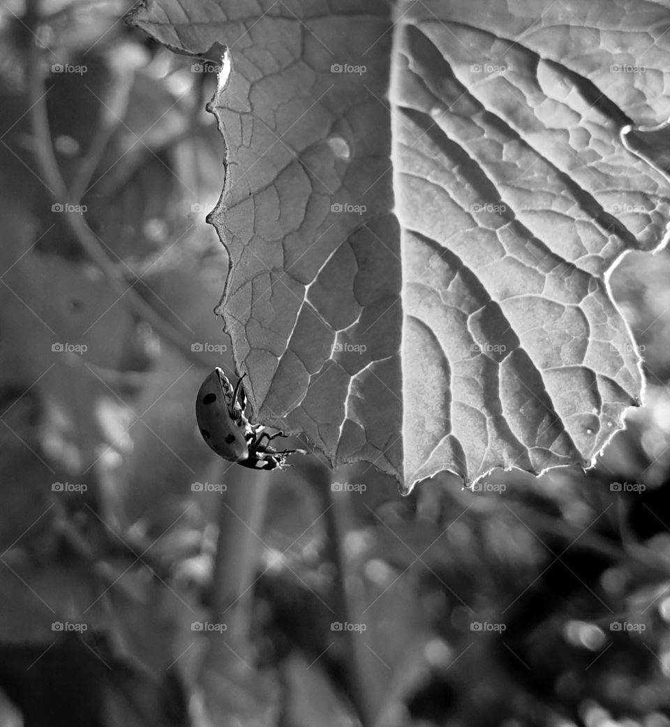 A ladybug on a leaf. Black and white.