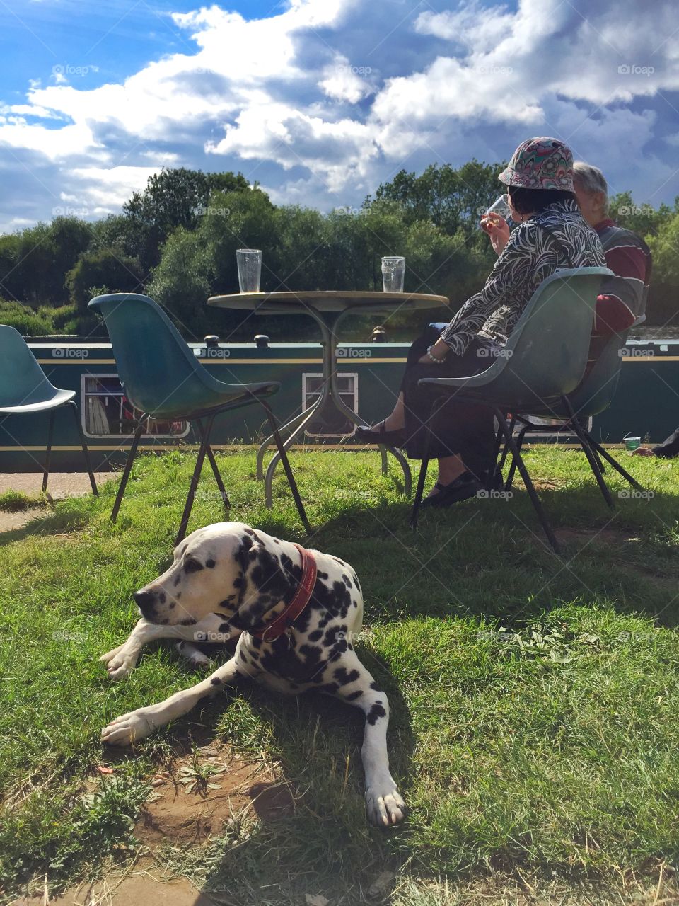 Dalmatian dog with couples