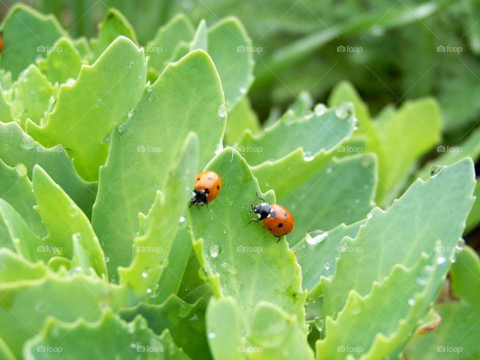 Ladybug pals
