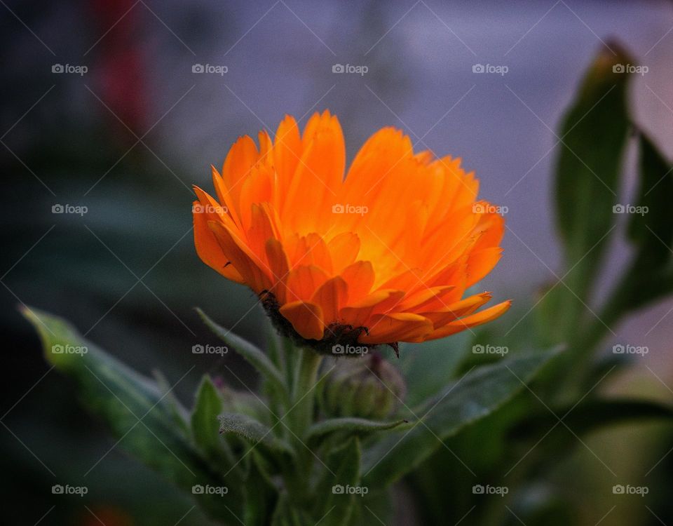 Pot marigold