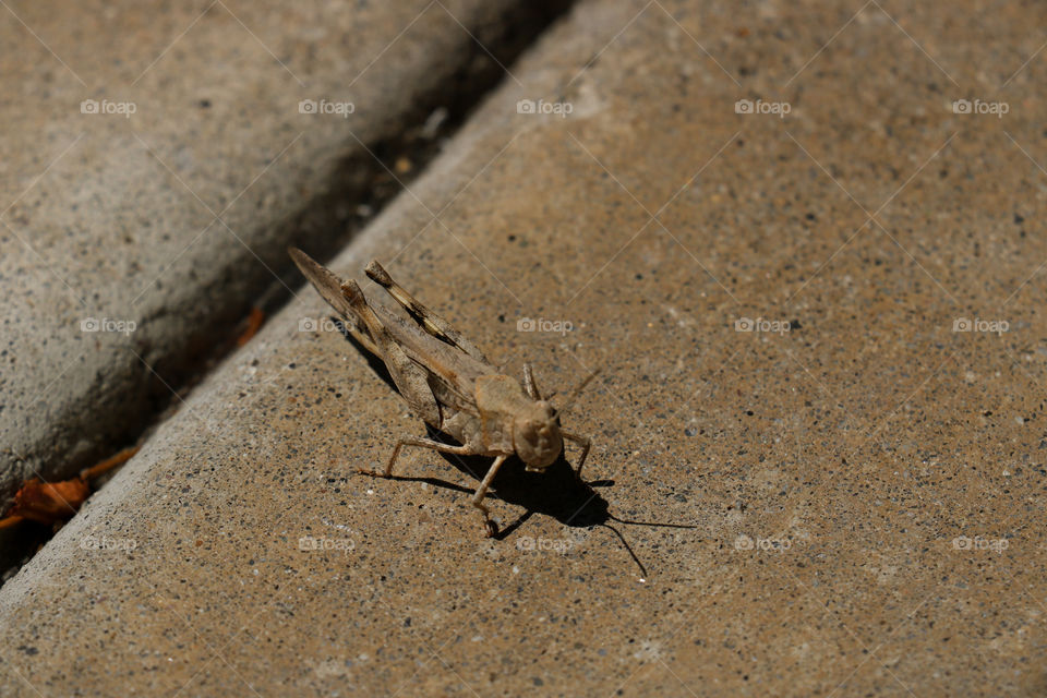 Grasshopper