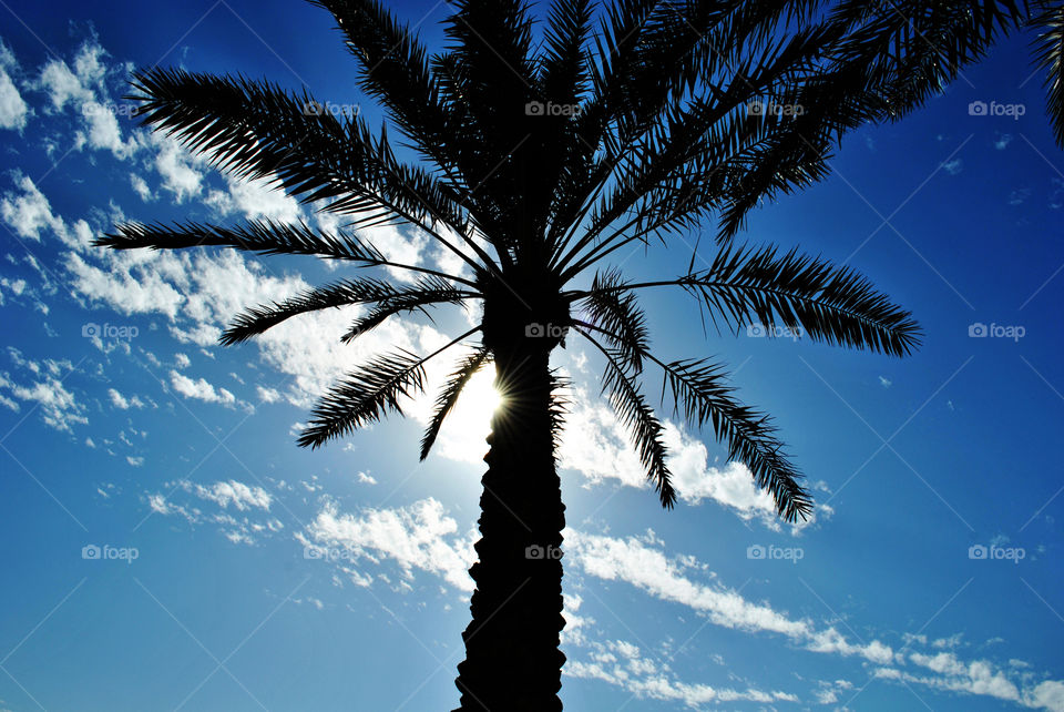 Palm-tree silhouette in summer day