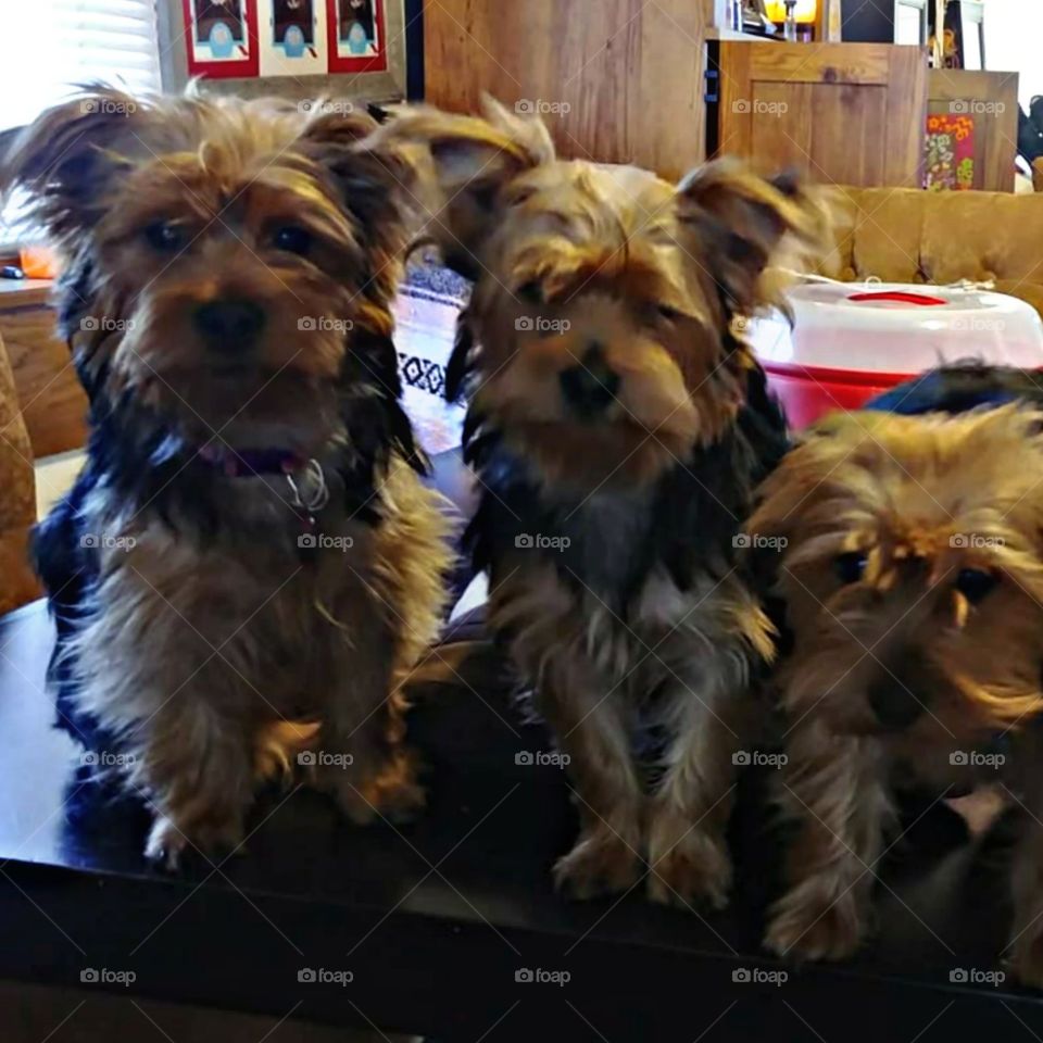 Yorkie brothers