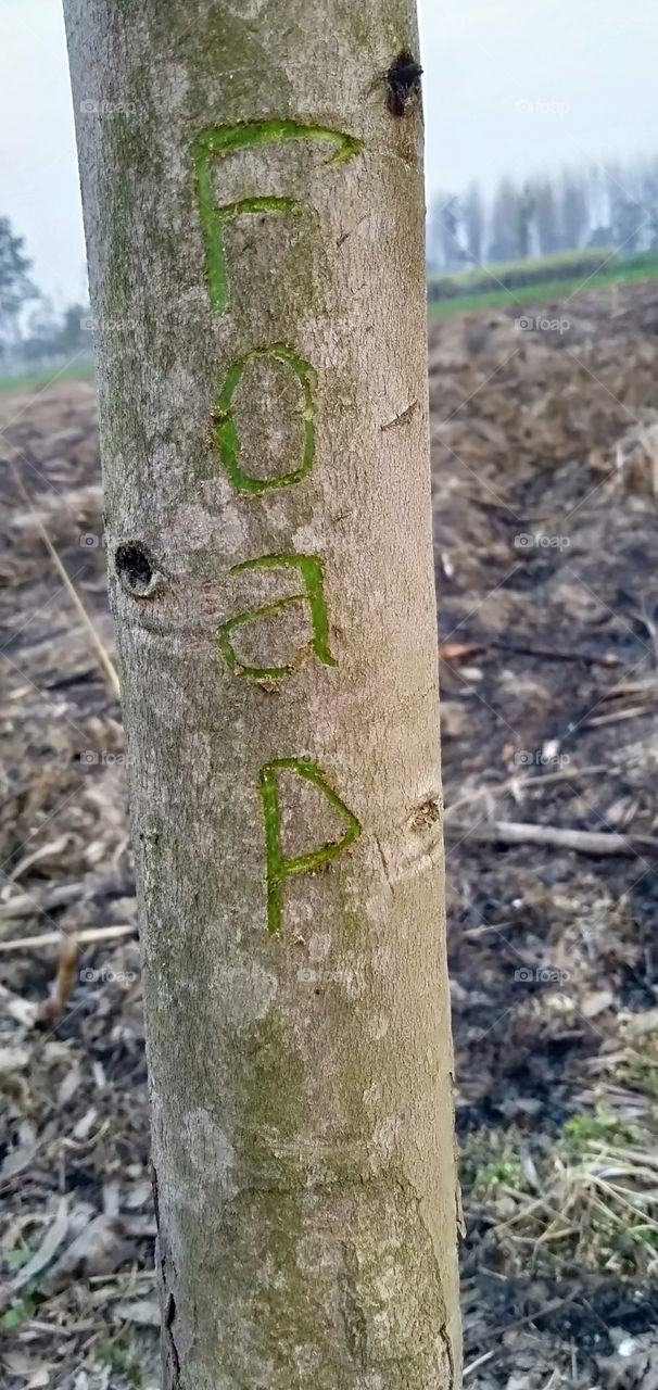 Foap lover creativity on tree,which shows to dedication for foap.Really I'm lover of it.
