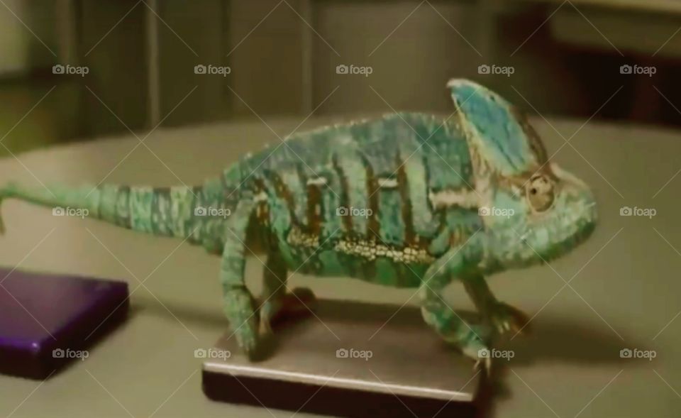CHAMELEON TRANSITION #2