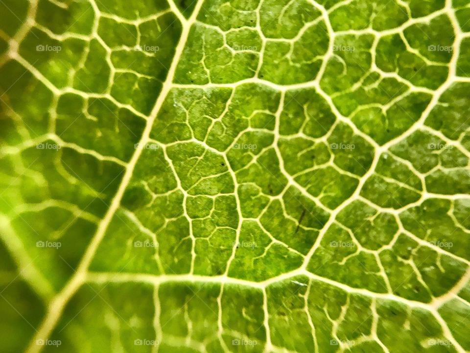 Leaf underside texture