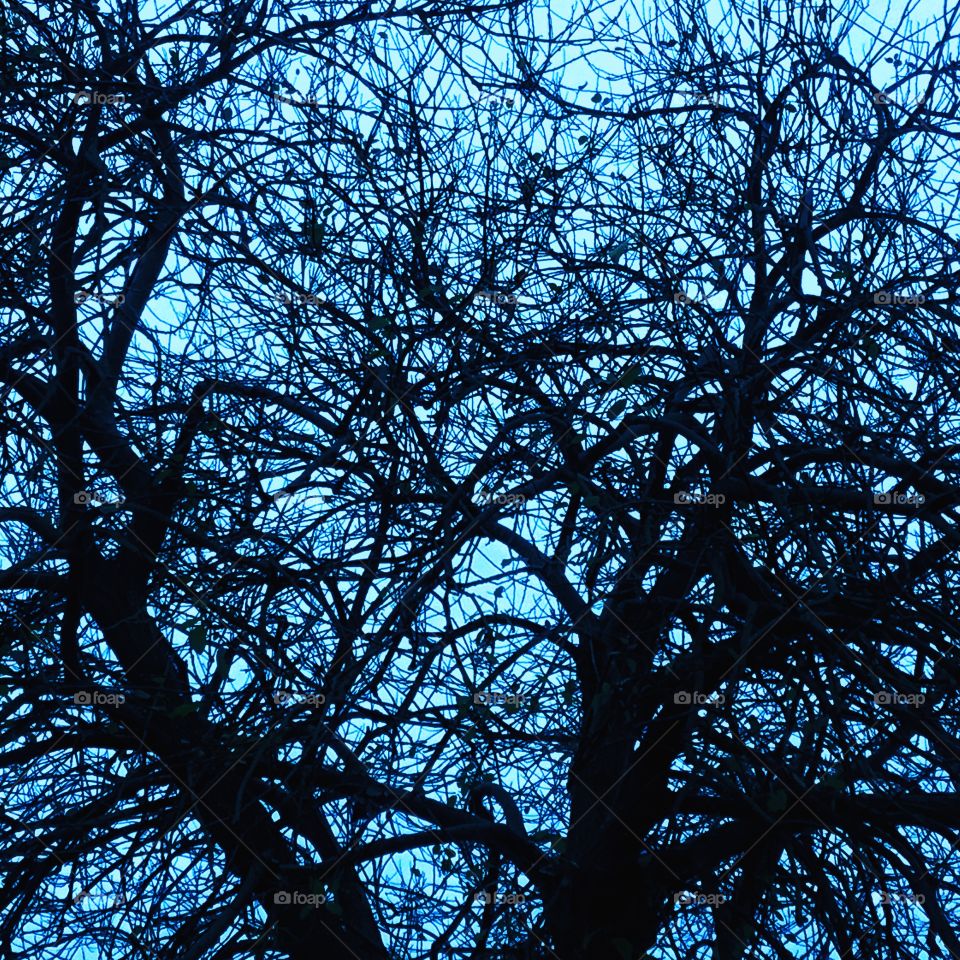 Drunk ...looking up into this marvel blue of a sky in this autumn afternoon...