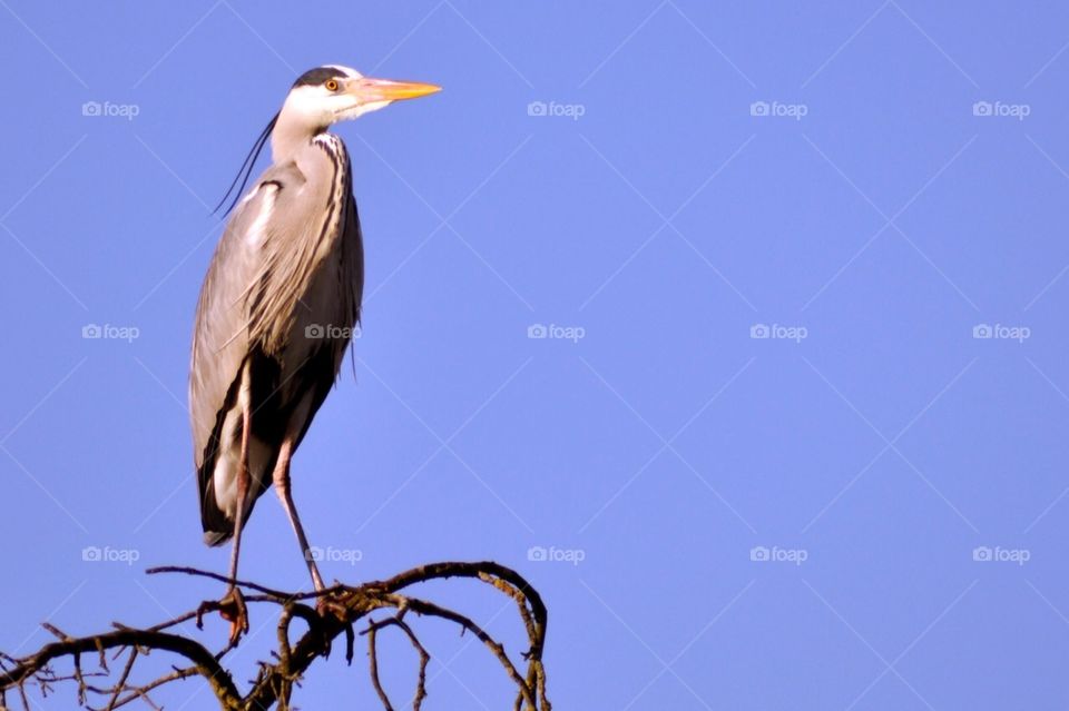 Grey heron
