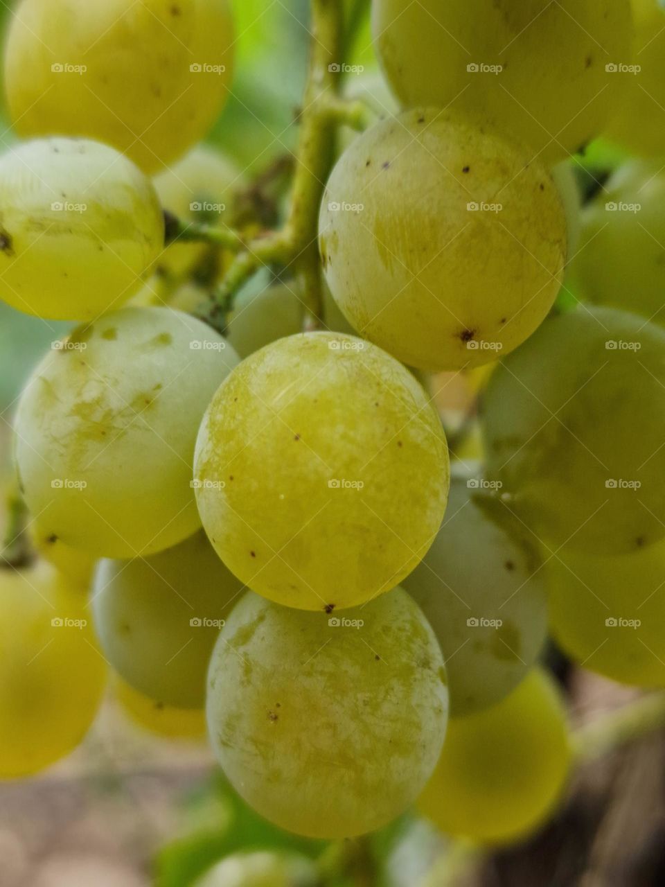 white grapes