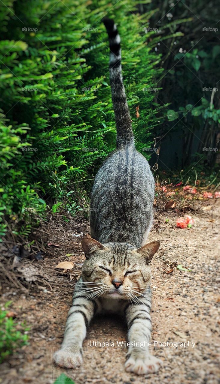 The yoga cat