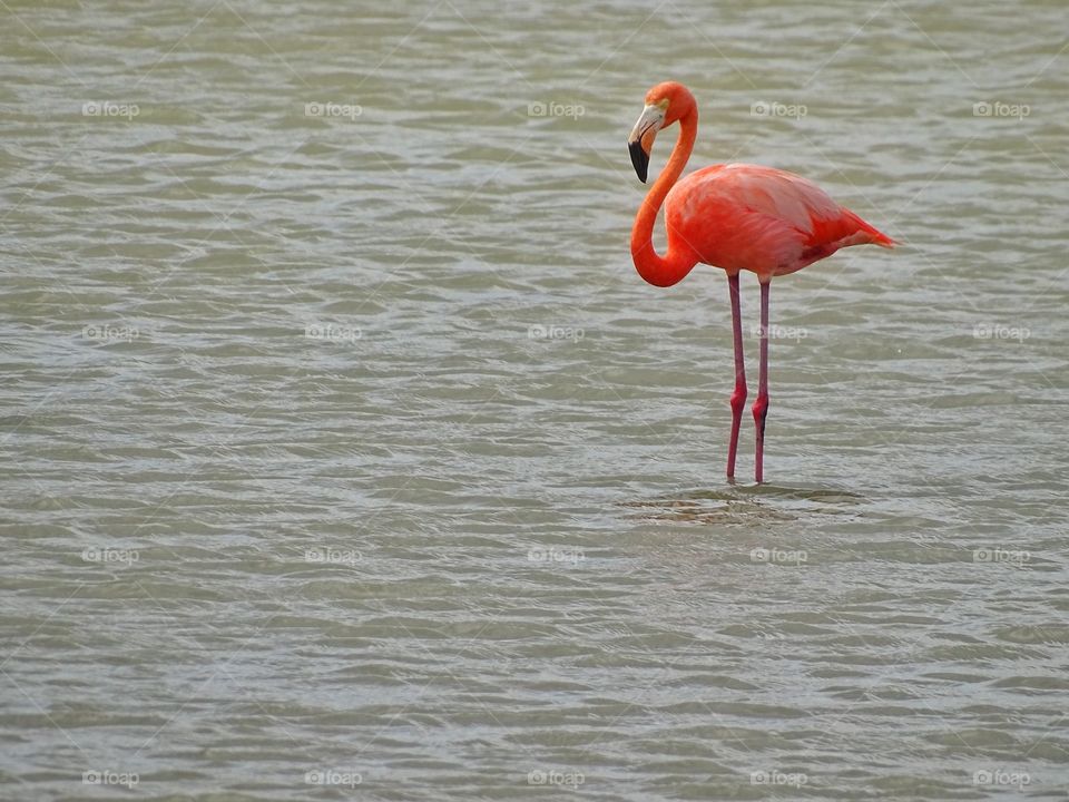 Flamingo in the wild