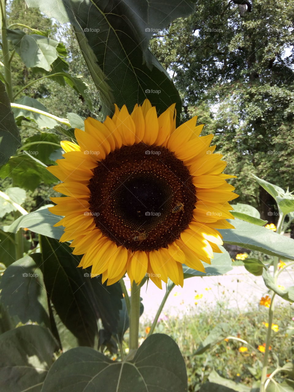 Gengenbach in Schwarzwald