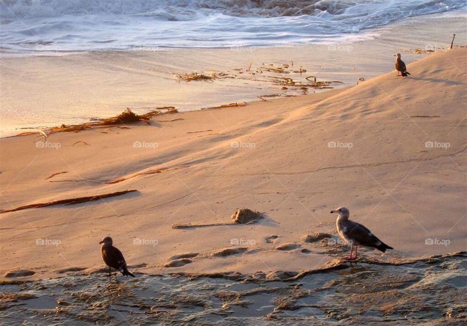 Beach birds
