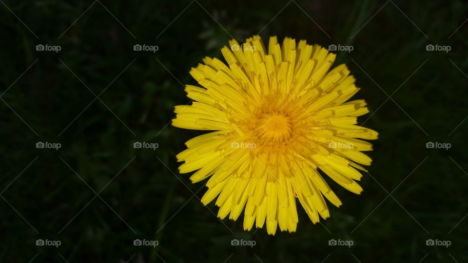dandelion . yellow caught my eye