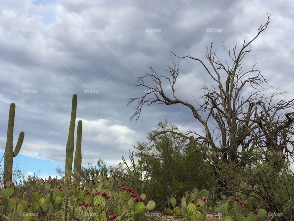 Desert Landscape - Cactus 
