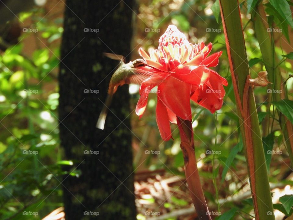 hummingbird in the flower, pollination.