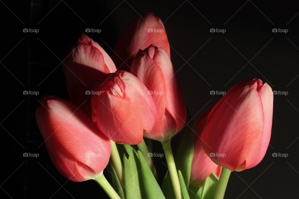 Tulips